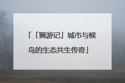 「狮游记」城市与候鸟的生态共生传奇