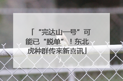 “完达山一号”可能已“脱单”！东北虎种群传来新喜讯
