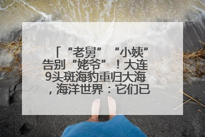 “老舅”“小姨”告别“姥爷”！大连9头斑海豹重归大海，海洋世界：它们已具备野外生存能力