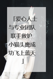 爱心人士与专业团队联手救护 小猫头鹰成功飞上蓝天