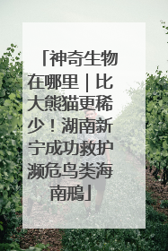 神奇生物在哪里｜比大熊猫更稀少！湖南新宁成功救护濒危鸟类海南鳽