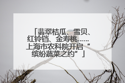 翡翠桔瓜、雪贝、红铃铛、金寿桃……上海市农科院开启“缤纷蔬菜之约”
