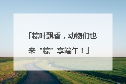 粽叶飘香，动物们也来“粽”享端午！