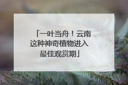 一叶当舟！云南这种神奇植物进入最佳观赏期