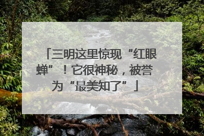 三明这里惊现“红眼蝉”！它很神秘，被誉为“最美知了”