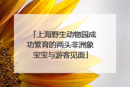 上海野生动物园成功繁育的两头非洲象宝宝与游客见面