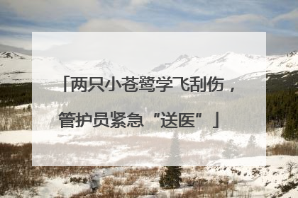 两只小苍鹭学飞刮伤，管护员紧急“送医”