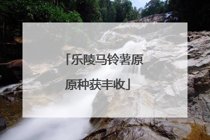 乐陵马铃薯原原种获丰收