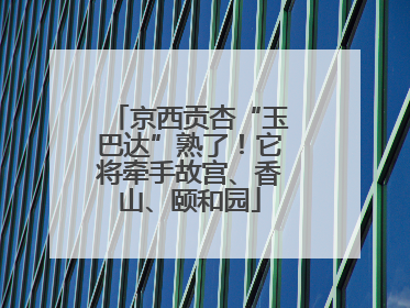 京西贡杏“玉巴达”熟了！它将牵手故宫、香山、颐和园