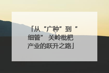 从“广种”到“细管” 关岭枇杷产业的跃升之路