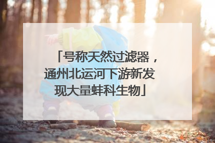 号称天然过滤器，通州北运河下游新发现大量蚌科生物