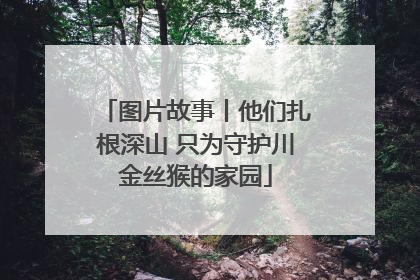 图片故事丨他们扎根深山 只为守护川金丝猴的家园