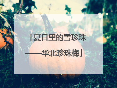 夏日里的雪珍珠——华北珍珠梅
