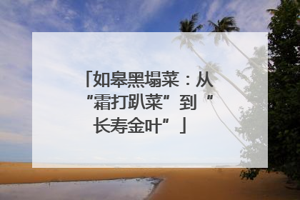 如皋黑塌菜：从“霜打趴菜”到“长寿金叶”