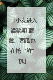 小麦进入灌浆期 蓝莓、西瓜也在抢“鲜”机