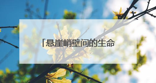 悬崖峭壁间的生命守护：湖北省妇幼保健院医务人员获“见义勇为”表彰