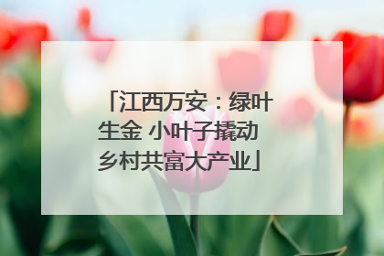 江西万安：绿叶生金 小叶子撬动乡村共富大产业