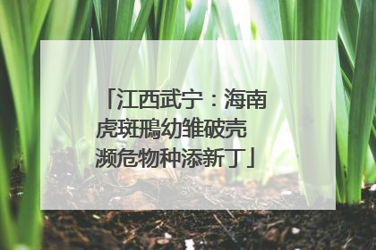 江西武宁：海南虎斑鳽幼雏破壳 濒危物种添新丁