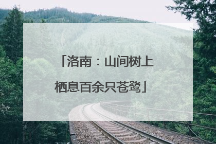 洛南：山间树上栖息百余只苍鹭