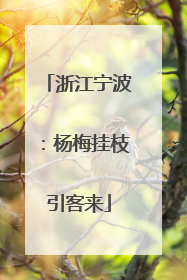 浙江宁波：杨梅挂枝引客来