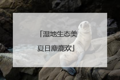 湿地生态美 夏日麋鹿欢