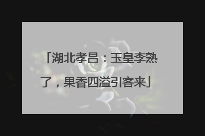 湖北孝昌：玉皇李熟了，果香四溢引客来