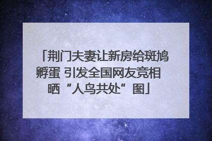 荆门夫妻让新房给斑鸠孵蛋 引发全国网友竞相晒“人鸟共处”图