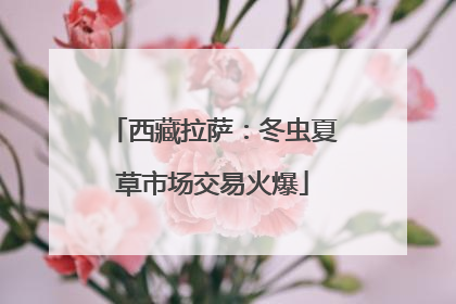 西藏拉萨：冬虫夏草市场交易火爆