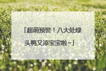 超萌预警！八大处绿头鸭又添宝宝啦~