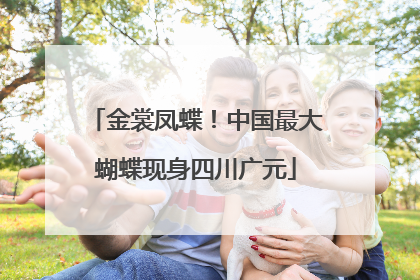 金裳凤蝶！中国最大蝴蝶现身四川广元