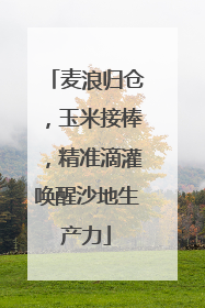 麦浪归仓，玉米接棒，精准滴灌唤醒沙地生产力