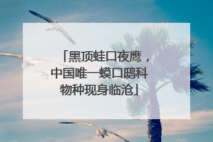 黑顶蛙口夜鹰，中国唯一蟆口鸱科物种现身临沧