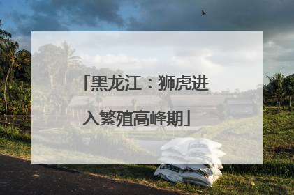 黑龙江：狮虎进入繁殖高峰期