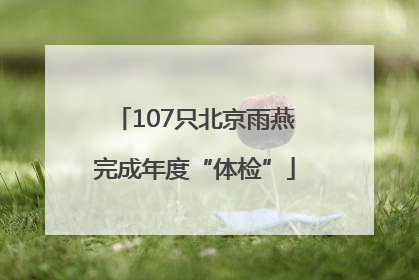 107只北京雨燕完成年度“体检”