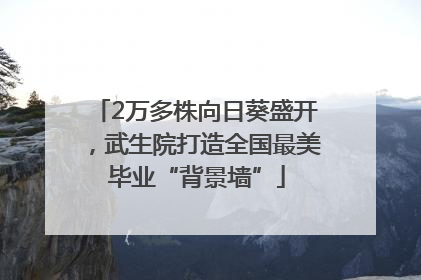 2万多株向日葵盛开，武生院打造全国最美毕业“背景墙”
